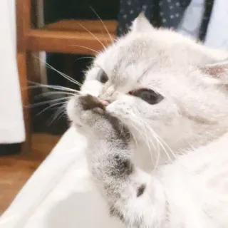 🤔 gato, lindo, animal, mascota, gatito whatsapp sticker