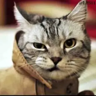 😕 @LBS01 gato, engraçado, animal, animal de estimação, meme, fofo telegram sticker