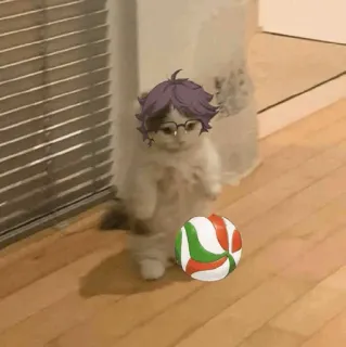 🐈 gato, voleibol, engraçado, anime, adesivo, fofo telegram sticker
