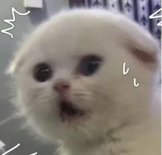 🐾 cat, kitten, shocked, cute, funny, white cat, surprised telegram sticker