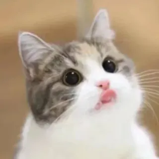 😛 gato, animal, lindo, gatito, mascota whatsapp sticker