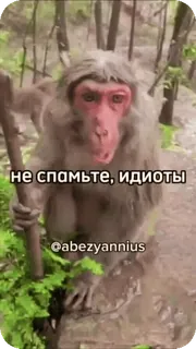 🌟 не спамьте, идиоты monkey, animal, forest, stick, nature, rude telegram sticker