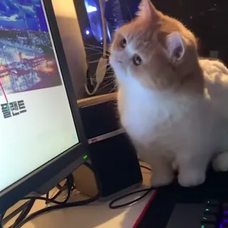 👀 플랜트 고양이, 컴퓨터, 모니터, 식물, 키보드, 게이밍 telegram sticker