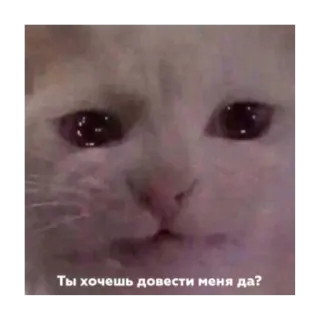 🥺 Ты хочешь довести меня да? cat, sad, upset, meme telegram sticker