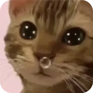 🐱 chat, animal, mignon, animal de compagnie, drôle, mème telegram sticker