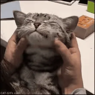 🐾 Katze, Tier, Haustier, süß, fröhlich, Hauskatze telegram sticker