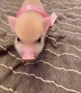 🐷 leitão, mini porco, animal, fofo, laço rosa, animal de estimação whatsapp sticker