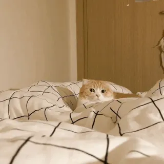 💓 кот, домашнее животное, животное, милый, кровать, домашняя кошка whatsapp sticker