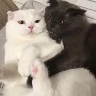 😍 猫, ペット, 動物, 可愛い, 家庭的, ネコ科 telegram sticker
