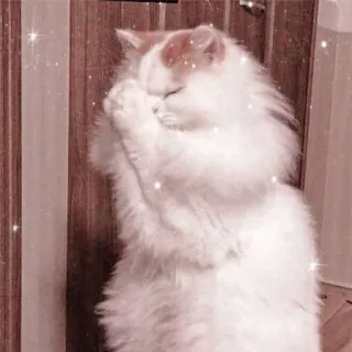 🐱 Katze, süß, niedlich, Haustier, Tier telegram sticker