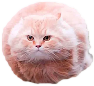 🐱 cat, animal, pet, cute, fluffy, round, domestic, mammal telegram sticker