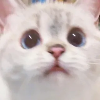 🐱 кот, милый, животное, питомец, котенок, голубые глаза telegram sticker