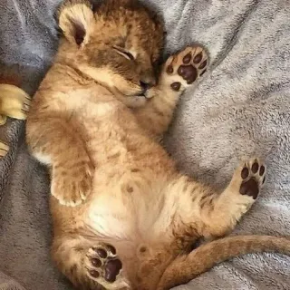 🦁 cachorro de león, durmiendo, lindo, animal, bebé león, león, cachorro telegram sticker