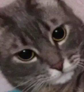 😠 gato, animal de estimação, animal, mamífero, doméstico, felino telegram sticker