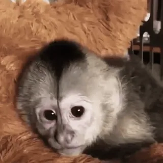 😔 monkey, animal, cute, mammal, primate telegram sticker