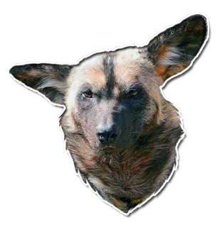 😒 Lycaon, Pies, Zwierzę, Dzikie zwierzę, Ssak, Portret telegram sticker