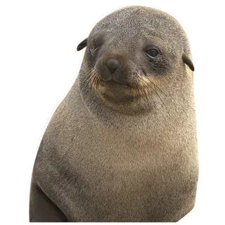 😔 foca, animale, carino, mammifero telegram sticker