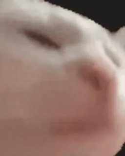 🗿 Beluga Beluga Cat whatsapp sticker