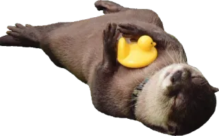 🐥 Wydra, Kaczka, Gumowa kaczka, Zwierzę, Wydra morska telegram sticker