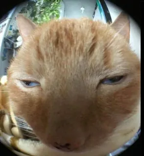🌟 кот, рыжий кот, смешной, крупный план, животное telegram sticker