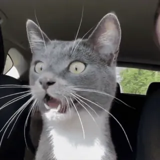 😳 cat whatsapp sticker