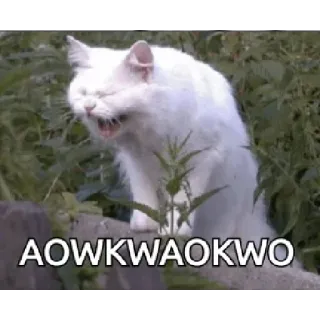 🤣 AOWKWAOKWO кот, смешной, животное, мем telegram sticker