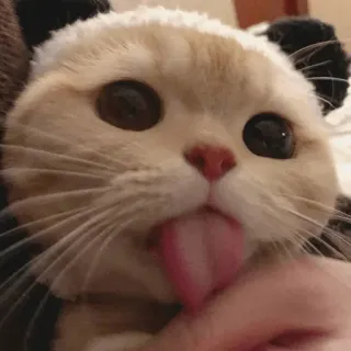 🤱 gato, animal, mascota, lindo, panda telegram sticker