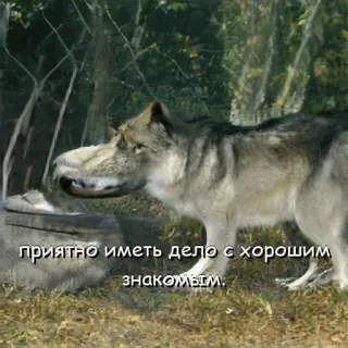 😏 приятно иметь дело с хорошим знакомым. หมาป่า, สัตว์, ข้อความ, รัสเซีย telegram sticker