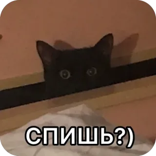 🫥 СПИШЬ?) cat, peeking, meme, funny, sleep, black cat, watching, curious telegram sticker