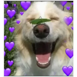 😀 hond, blij, harten, blad, dier, schattig telegram sticker