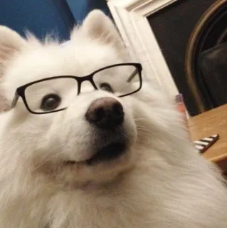 🤓 cane, occhiali, animale, animale domestico, carino, samoiedo telegram sticker
