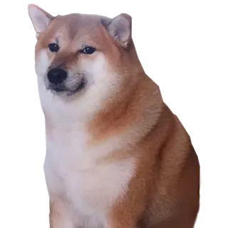 😶 Doge dog, shiba inu, meme, animal, pet telegram sticker