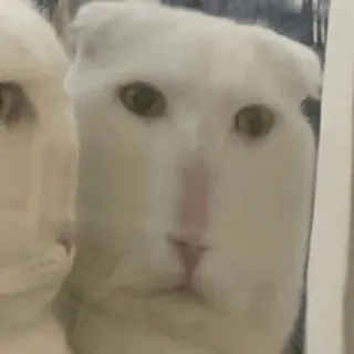 😐 gato, animal, lindo, blanco, mascota, doméstico whatsapp sticker