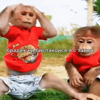 🐵 брадик ни биспакойся я с тапои mono, animal, gracioso, meme whatsapp sticker