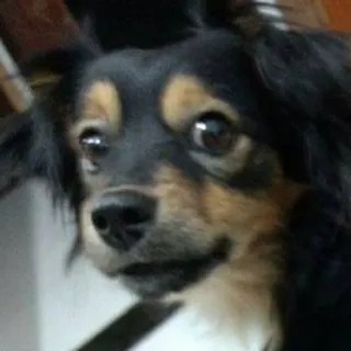😧 pies, zwierzę domowe, zwierzę, zwierzę domowe, słodki, portret telegram sticker