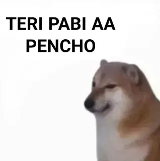 ✨ TERI PABI AA
PENCHO doge, meme, dog, cheems, offensive telegram sticker