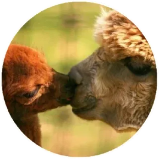 ❤️ alpaca, animals, cute, wildlife, nature, llama whatsapp sticker