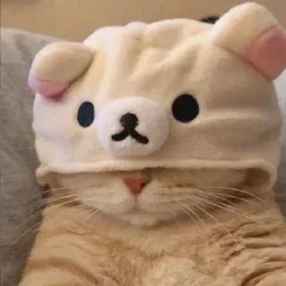 🌟 gato, sombrero, animal, lindo, kawaii telegram sticker