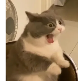 😱 cat, surprised, yelling, shocked, animal telegram sticker