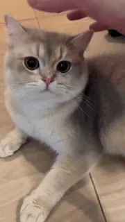 🙂 gatto, animale domestico, animale, carino, gatto domestico, felino telegram sticker