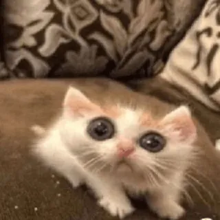 😵 kitten, cat, cute, animal, pet, small telegram sticker