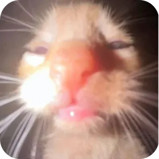 🐱 chat, animal, animal de compagnie, mignon, mème telegram sticker