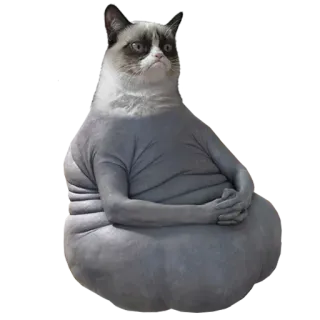 💤 Grumpy Cat gato, gruñón, meme, divertido, animal whatsapp sticker