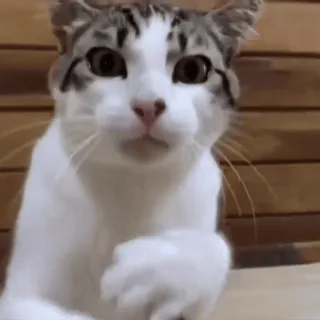 🤩 gato, animal de estimação, animal, gatinho, fofo, gato doméstico telegram sticker