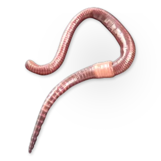 🐛 zwierzę, robak, dżdżownica, dzika przyroda, natura, pierścienica telegram sticker