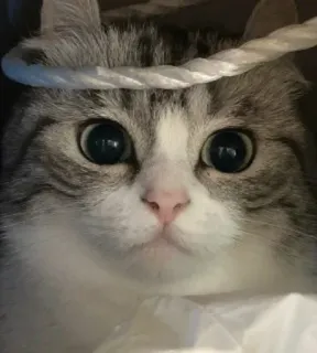 👁 cat, kitten, pet, cute, animal whatsapp sticker