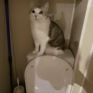 🚽 chat, toilette, animal, animal de compagnie, animal domestique, félin whatsapp sticker