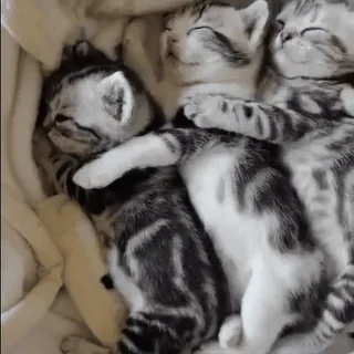 ❤️ 子猫, 猫, 睡眠, かわいい, 動物, ペット, 家畜, トラ猫 whatsapp sticker