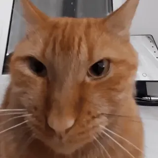 😶 고양이, 주황 고양이, 애완동물, 반려동물, 고양이과, 포유류 whatsapp sticker