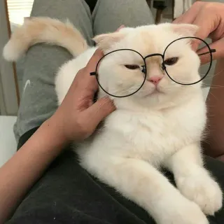 🤓 Katze, Brille, Haustier, Tier, süß, lustig, Hauskatze whatsapp sticker